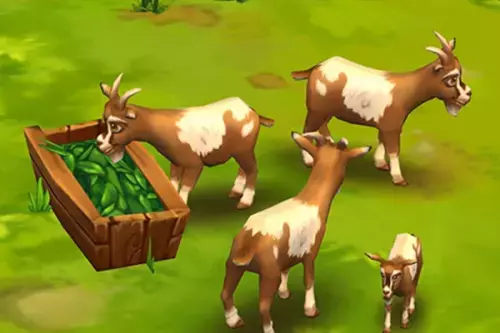 3 braune Ziegen in einem Zoogehege
