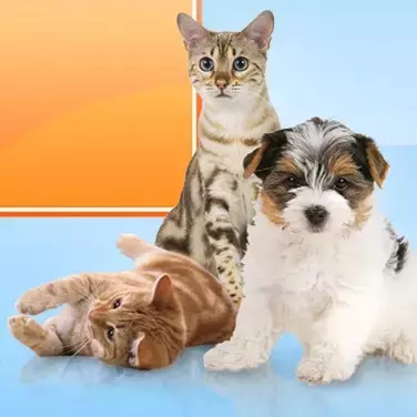 Orangene Katze, getigerte Katze und ein braun, weißer Welpe